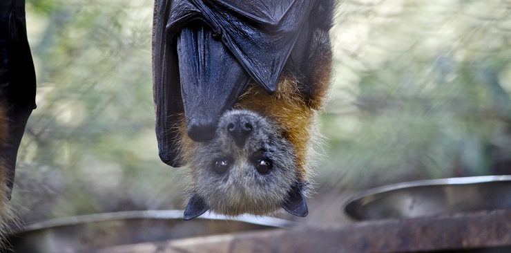 SABEMOS A ORIGEM DO NOVO CORONAVÍRUS?