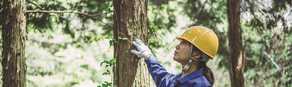 ENGENHEIRO FLORESTAL