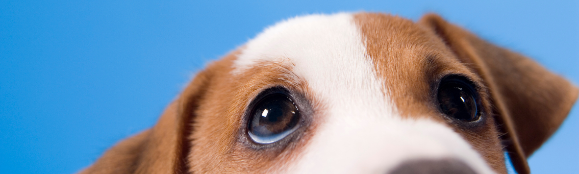 REVITACEL E PAPEL HIGIÊNICO PARA CACHORRO? COMO ASSIM?